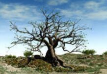 Renungan Harian: Jika kamu tidak bertobat, kamu semua akan binasa.