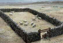 Renungan Harian: Yesus, Pintu yang Membawa Hidup