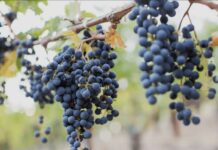 Renungan Harian: Tinggal dalam Kristus, Sumber Kehidupan