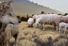 Renungan Harian: Setia Dalam Tantangan, Tulus Dalam Perutusan